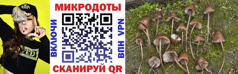 Купить закладки  Чебоксары  Псилоцибиновые грибы Psilocybe 